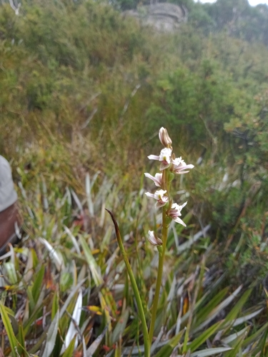 Image of Mauve leek orchid by (c) Nina Kerr, some rights reserved (CC BY)