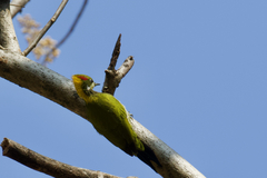 Picus chlorolophus