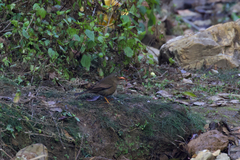 Turdus boulboul