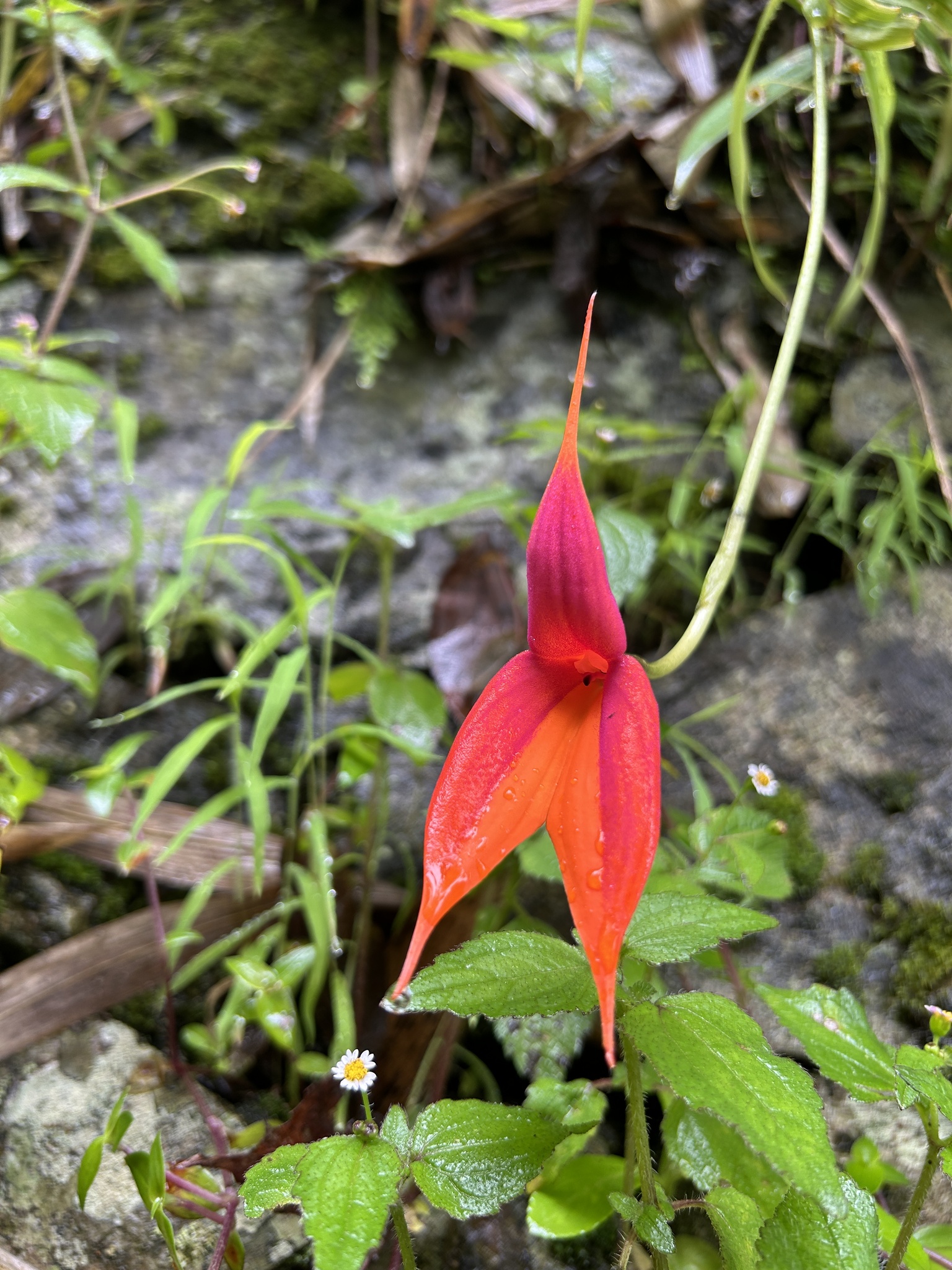 Masdevallia veitchiana