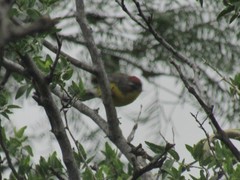 Myioborus brunniceps