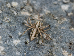 Oxyopes globifer