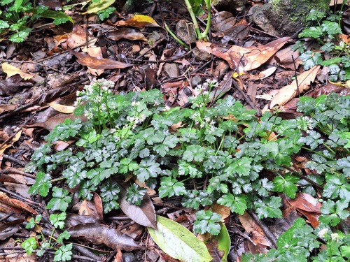 Sanicula lamelligera, 2026-02-01