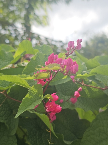 Coral Vine