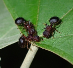 Meranoplus mucronatus