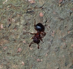Meranoplus mucronatus