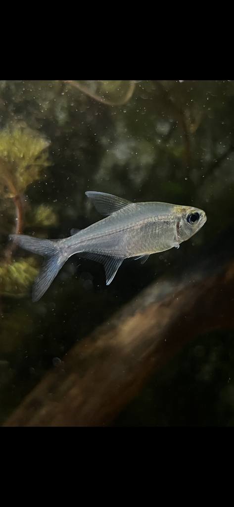 Hemigrammus melogrammus
