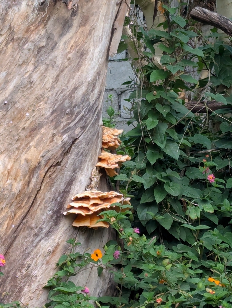 Laetiporus gilbertsonii · January 2026 · photo: © sebas_o (iNaturalist, cc-by)