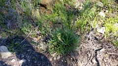 Deinandra minthornii