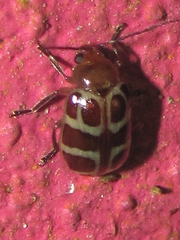 Exora olivacea