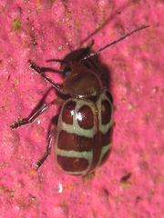 Exora olivacea