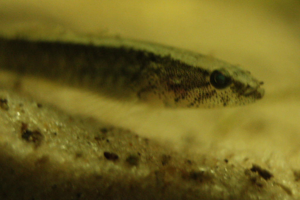 Small-scaled spinycheek sleeper (Eleotris pisonis) — Eleotridae