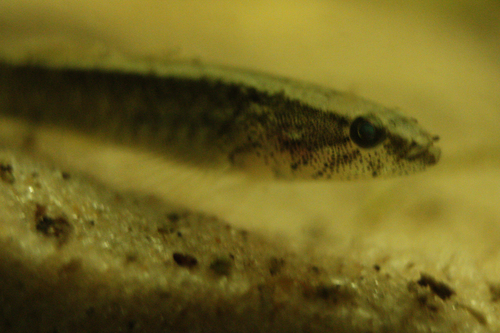 Small-scaled spinycheek sleeper (Eleotris pisonis) — Eleotridae