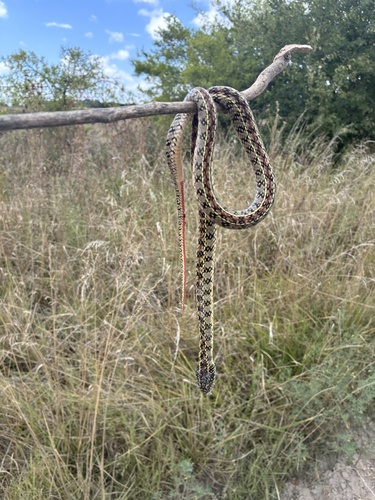 Gunther's Striped Snake
