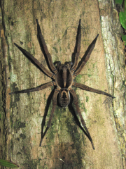 Lycosa