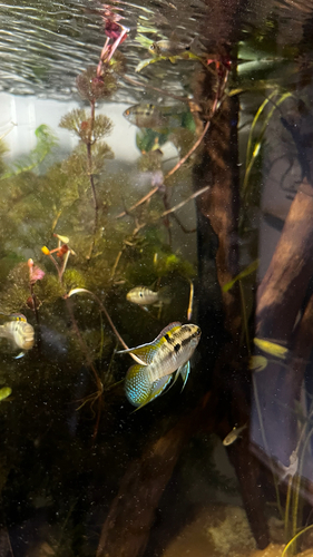 Dwarf flag cichlid (Laetacara curviceps) — Cichlidae — 4
