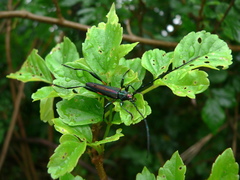 Litopus latipes