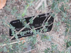 Adenocarpus telonensis