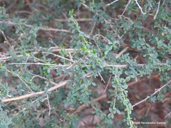 Adenocarpus telonensis