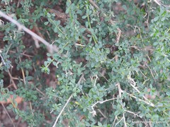 Adenocarpus telonensis