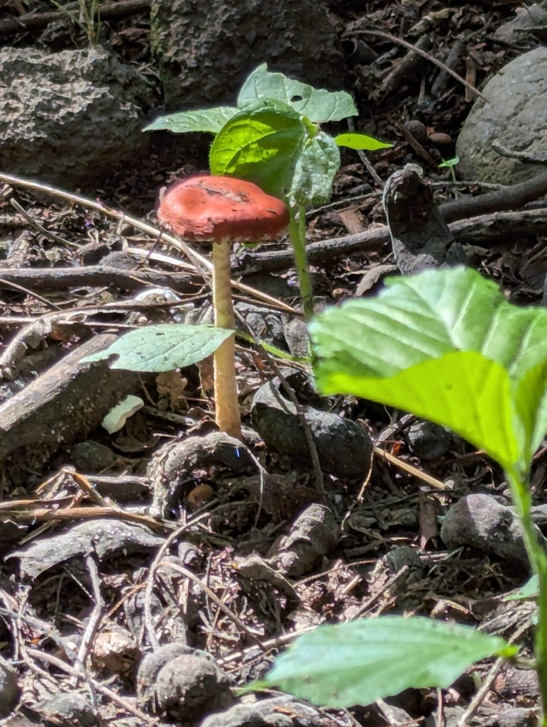 Leratiomyces ceres · January 2026 · photo: © sebas_o (iNaturalist, cc-by)