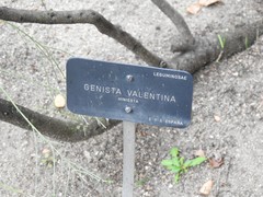 Genista valentina