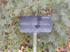 Mimosa aculeaticarpa aculeaticarpa