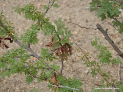 Mimosa aculeaticarpa aculeaticarpa