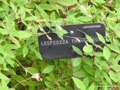 Lespedeza thunbergii