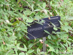 Lespedeza thunbergii
