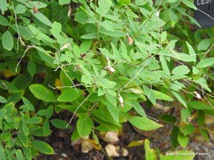 Lespedeza thunbergii