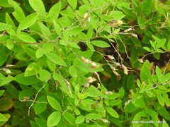 Lespedeza thunbergii