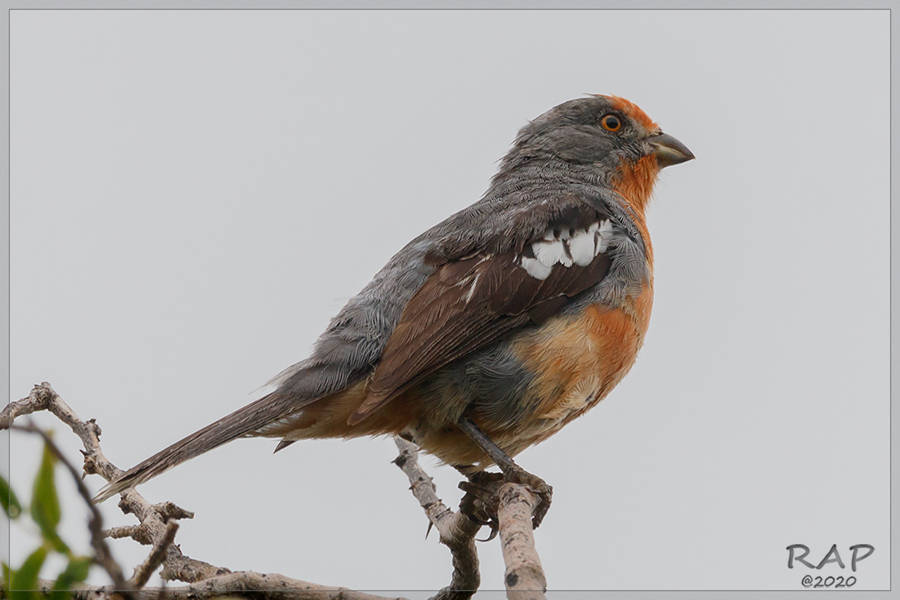 White-tipped Plantcutter photo