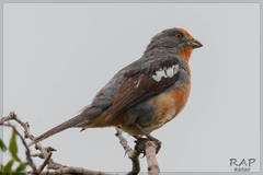 White-Tipped Plantcutter photo 1