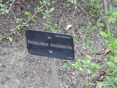 Escallonia rubra macrantha