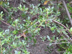 Escallonia rubra macrantha