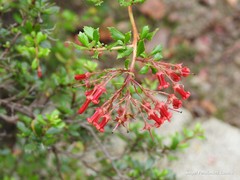 Escallonia rubra macrantha