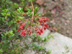 Escallonia rubra macrantha