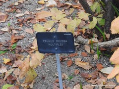 Prunus triloba