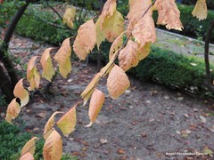 Prunus triloba