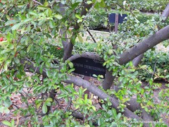 Pyracantha crenatoserrata