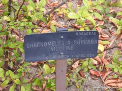 Chaenomeles × superba