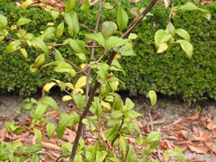 Chaenomeles × superba