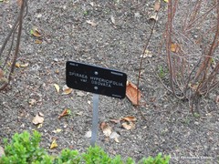 Spiraea hypericifolia obovata