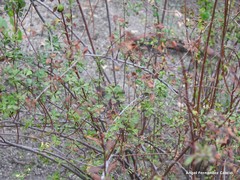 Spiraea hypericifolia obovata