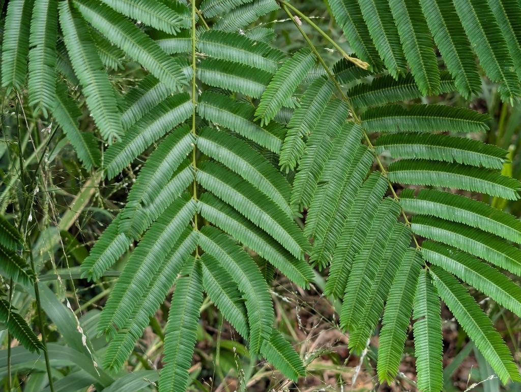 Sống rắn trung hoa – Albizia chinensis