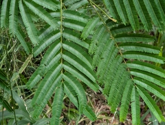 Albizia chinensis, photograph author not stated, no rights reserved