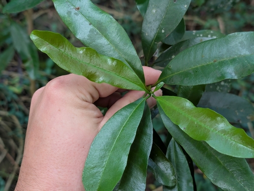 Pimenta dioica, photograph 6