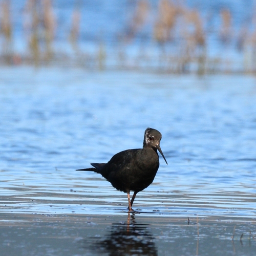 Black Stilt (Himantopus novaezelandiae), photo 4