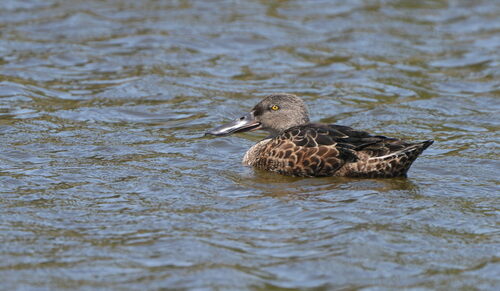 Australasian Shoveler (Spatula rhynchotis), photo 4